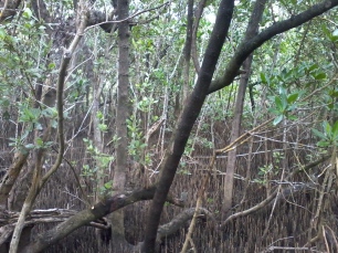 black mangrove (1)