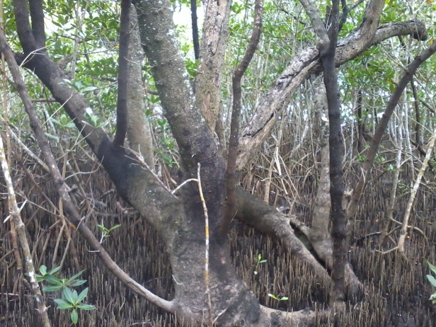 black mangrove (3)