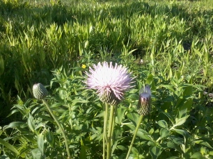 thistle in field (3)