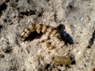 worm (2)